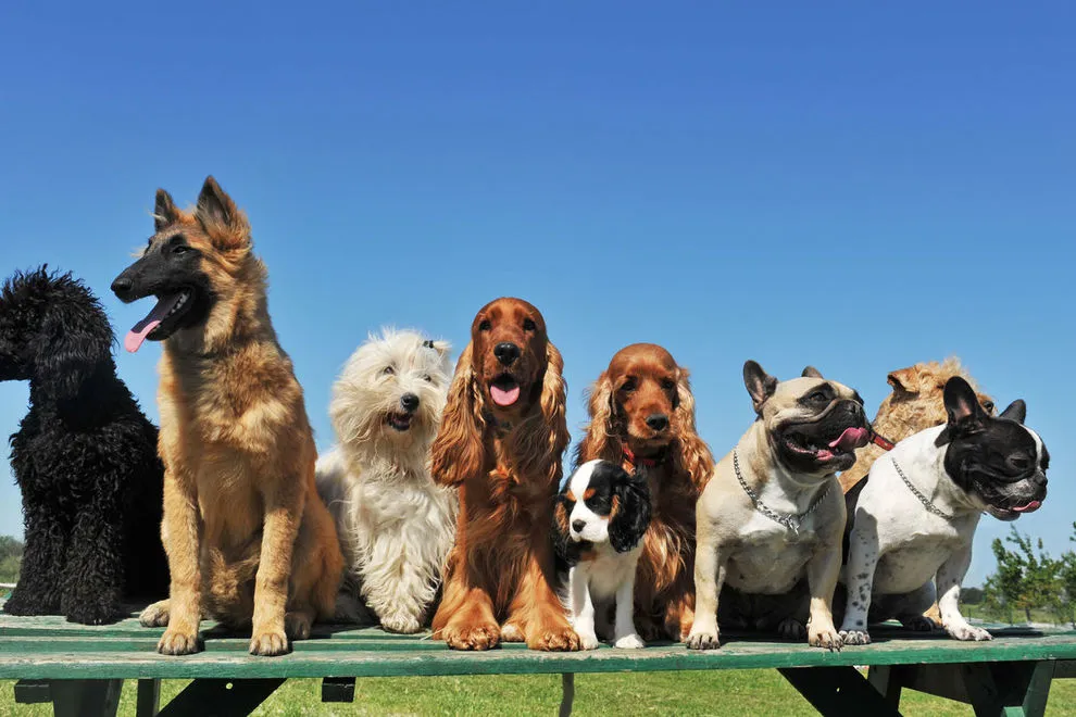Which country has the most dog breeds?
