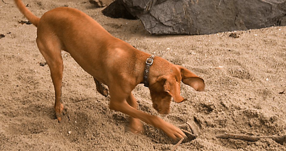 Which dog breeds bury bones?