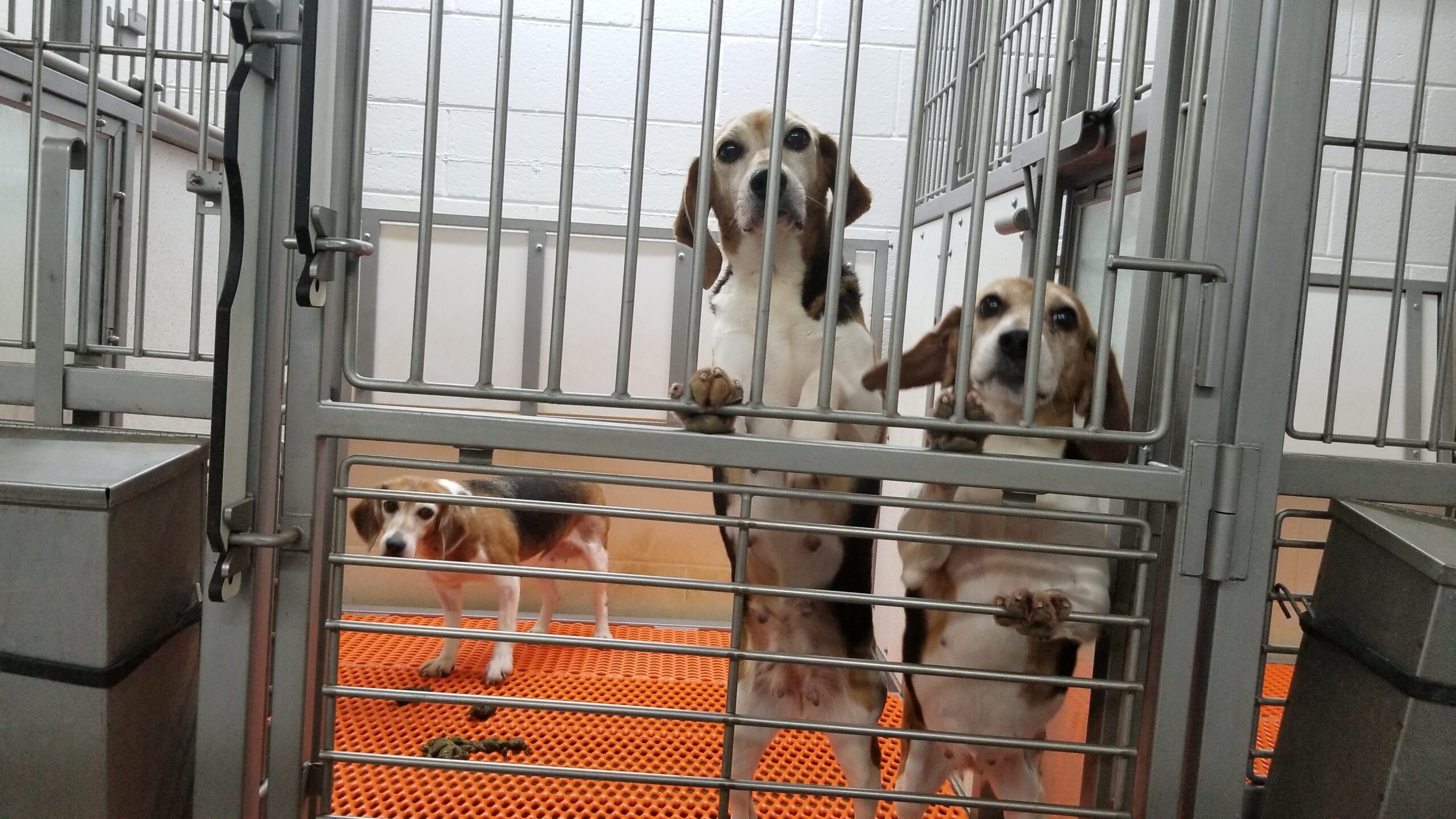 Who regulates animal shelters in Virginia?