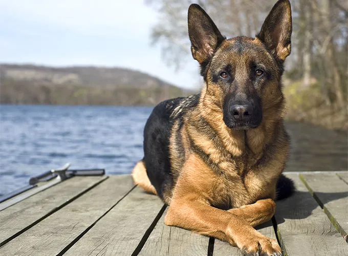 Why German Shepherds are not good pets?