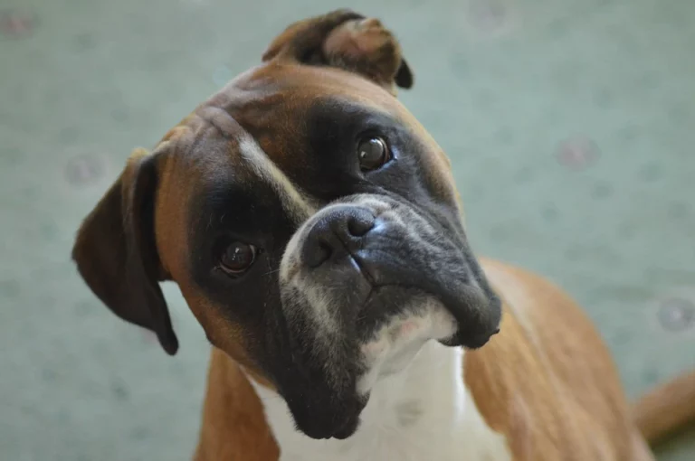 You asked: Why a boxer is the best dog?
