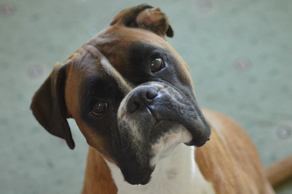 Why a boxer is the best dog?