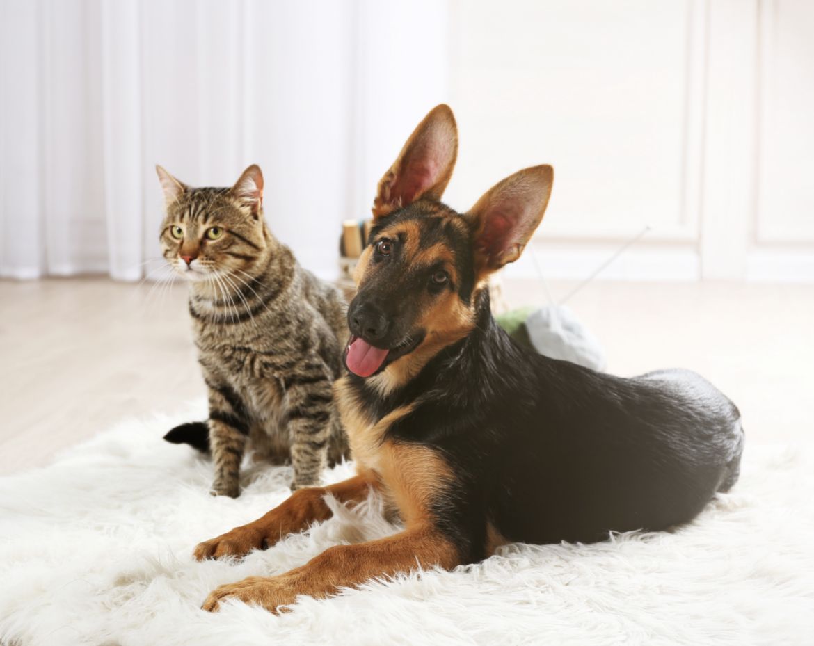 Why are dogs so obsessed with cats?