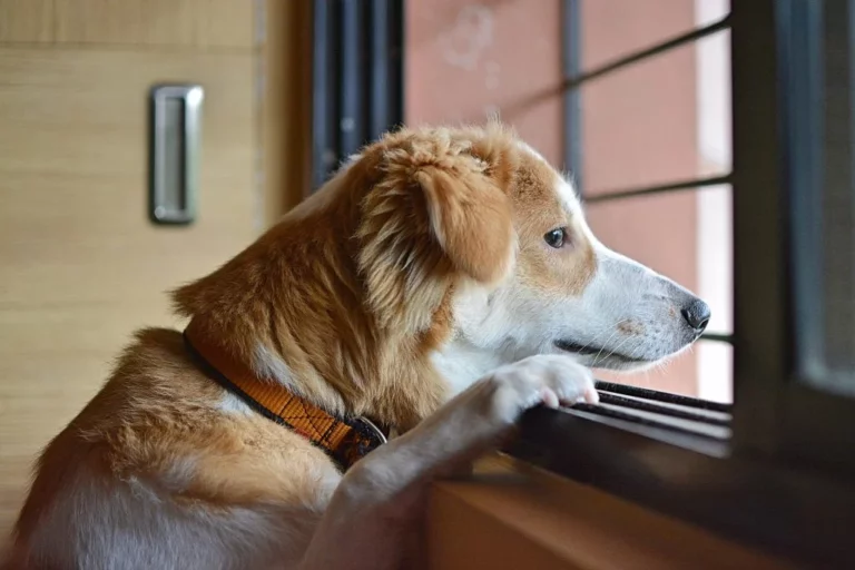 Best answer: Why do dogs get sad when you leave?