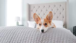 Why do dogs pee on owner’s bed?