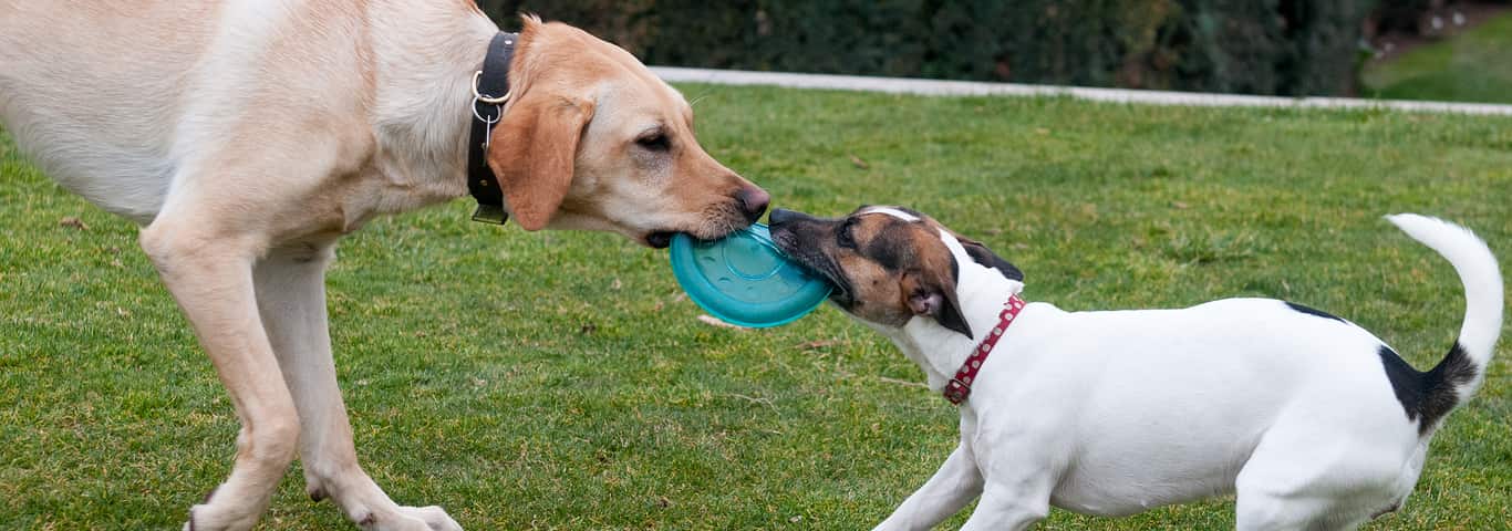 Why do dogs play tug of war with other dogs?