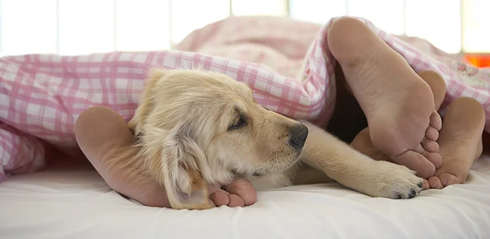 Why do dogs prefer to sleep at the foot of the bed?
