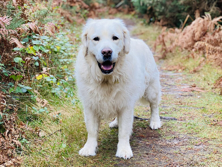 Why do dying dogs walk in circles?