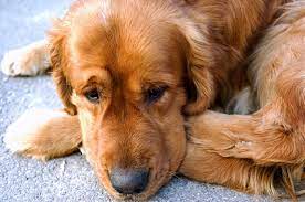 Why does my dog cry out in pain?