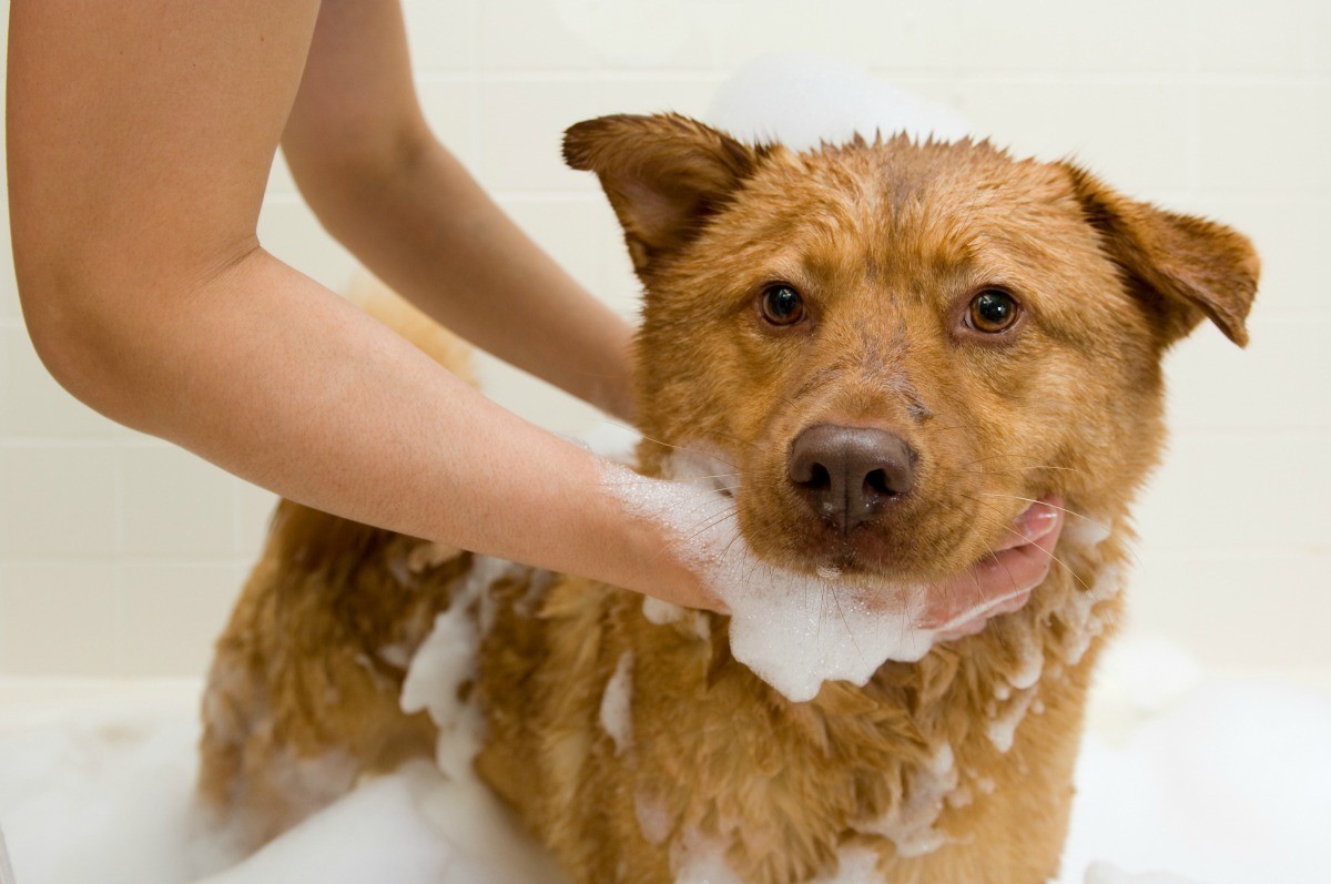 Why does my dog smell so bad even after a bath?