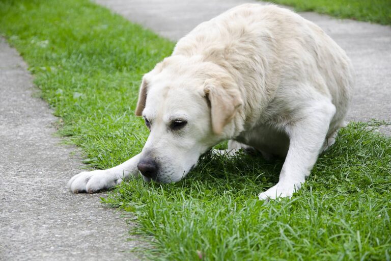 Best answer: Why does my dog throw yellow?