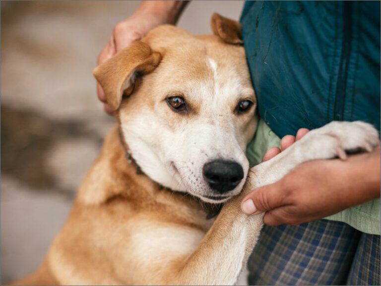 Why does my dog want me to pet her all the time?