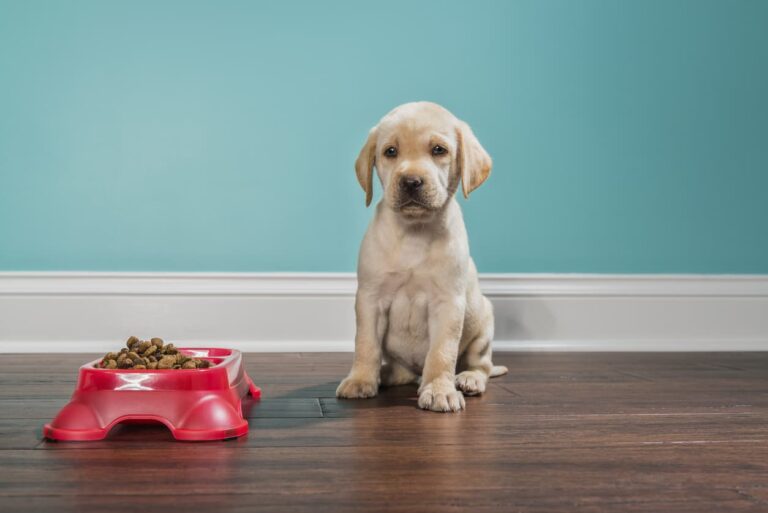 Frequent question: Why feed a dog once a day?