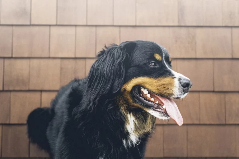 Quick Answer: Why is my dog panting and won’t lay down?