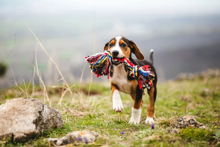 Why is my dog treating a toy like a baby?