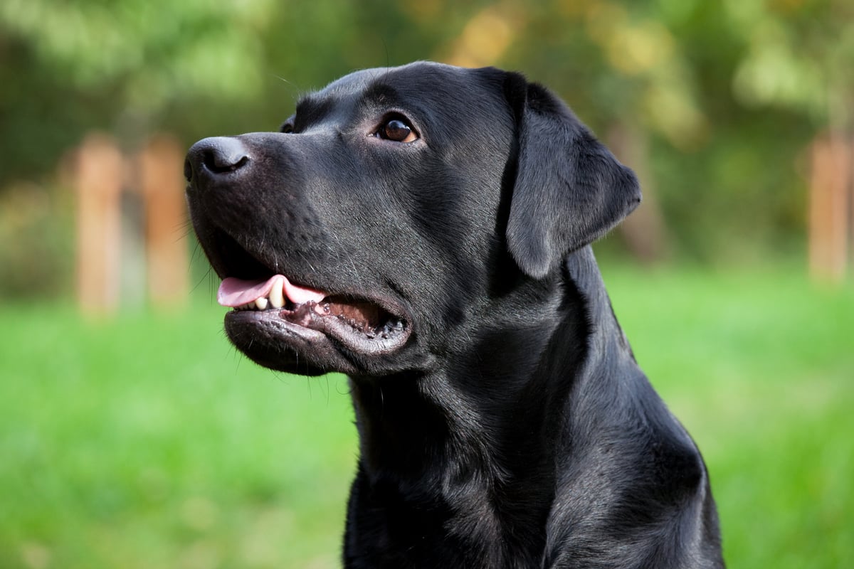 Why is my dog's black fur turning brown?