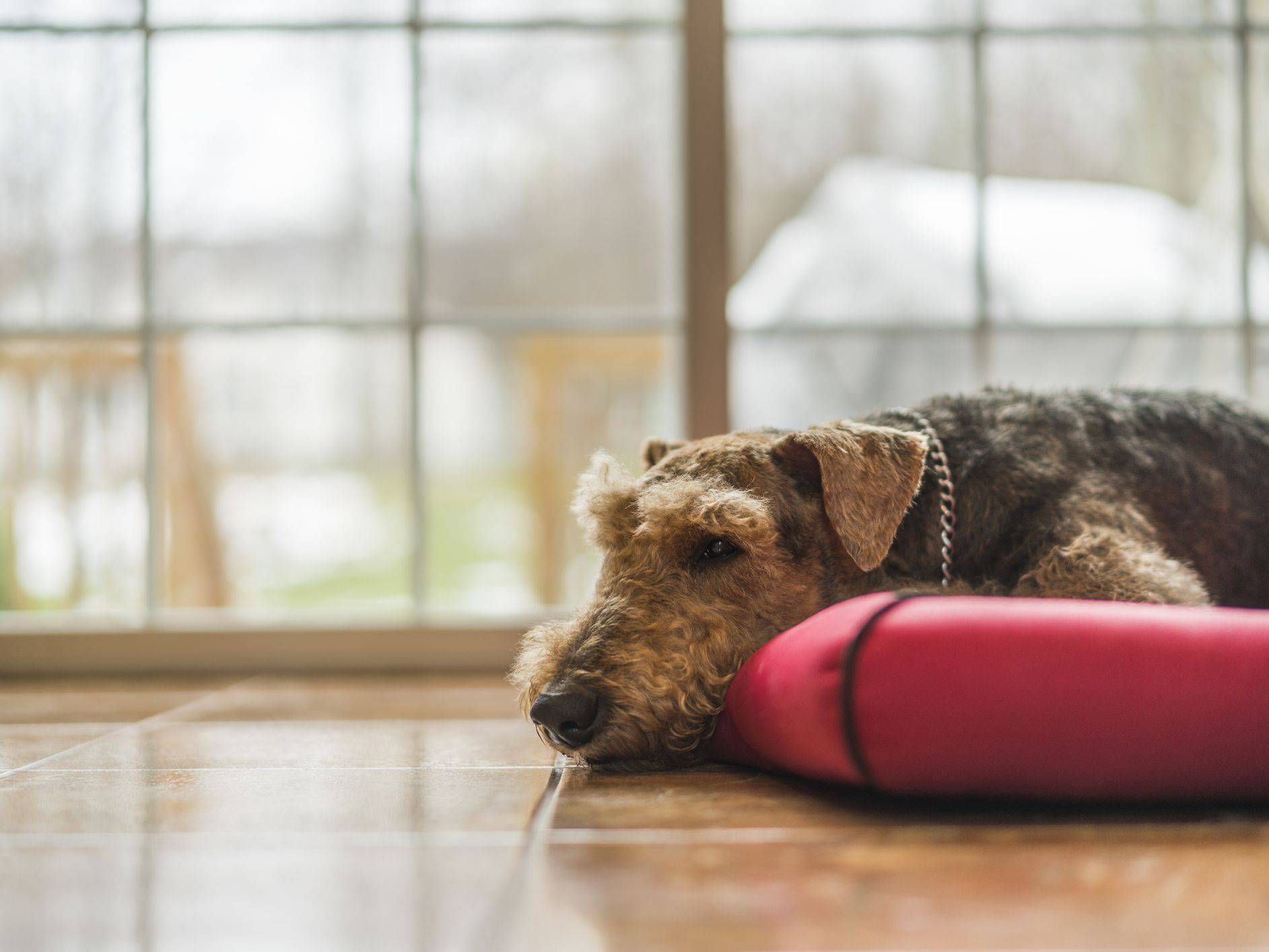 Will a heating pad help my dogs back?