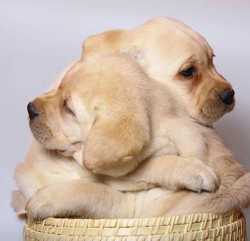 What puppy love means?