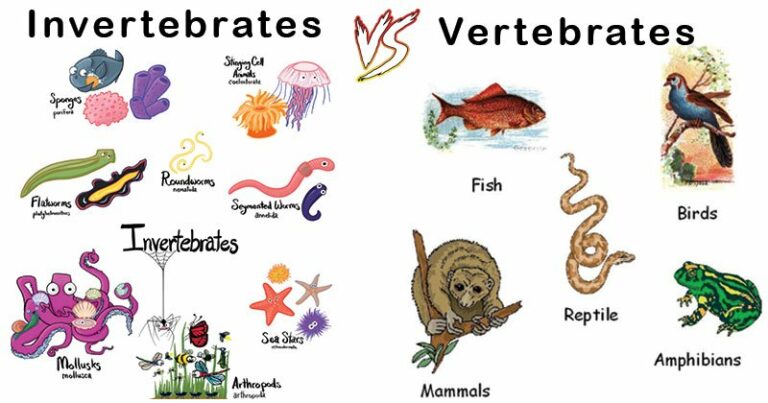 Animales invertebrados y vertebrados – ¿Cuáles son los animales invertebrados?