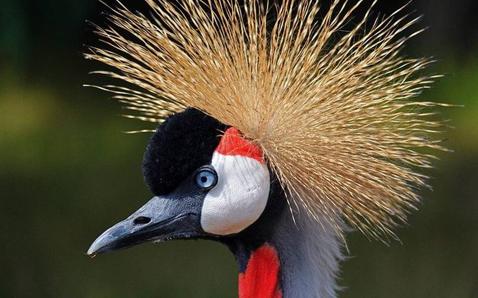 ¿Cuál es el animal más exotico de México?