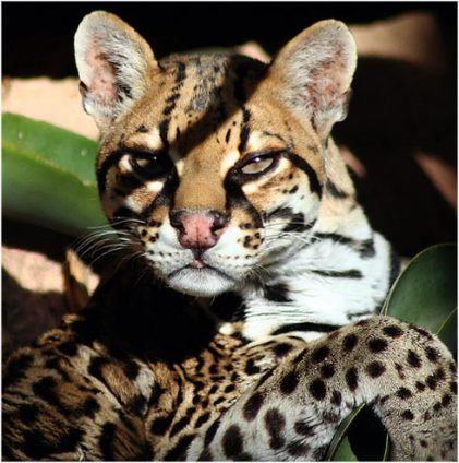 ¿Cuáles son los animales en peligro de extincion en México y porqué?