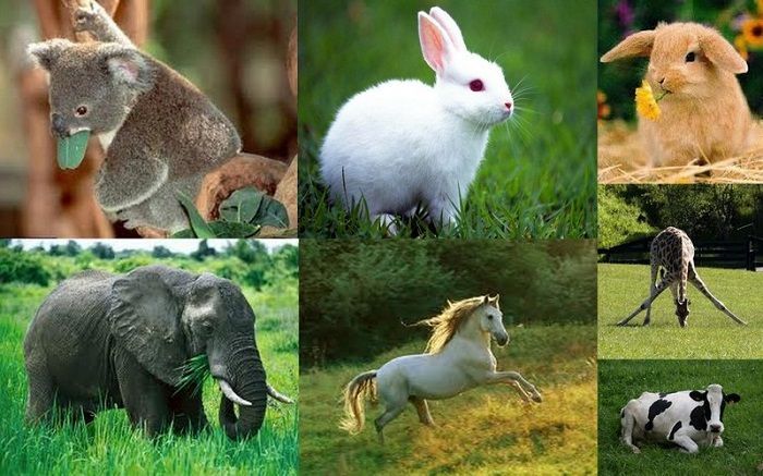 ¿Cuáles son los animales herbívoros ejemplos?