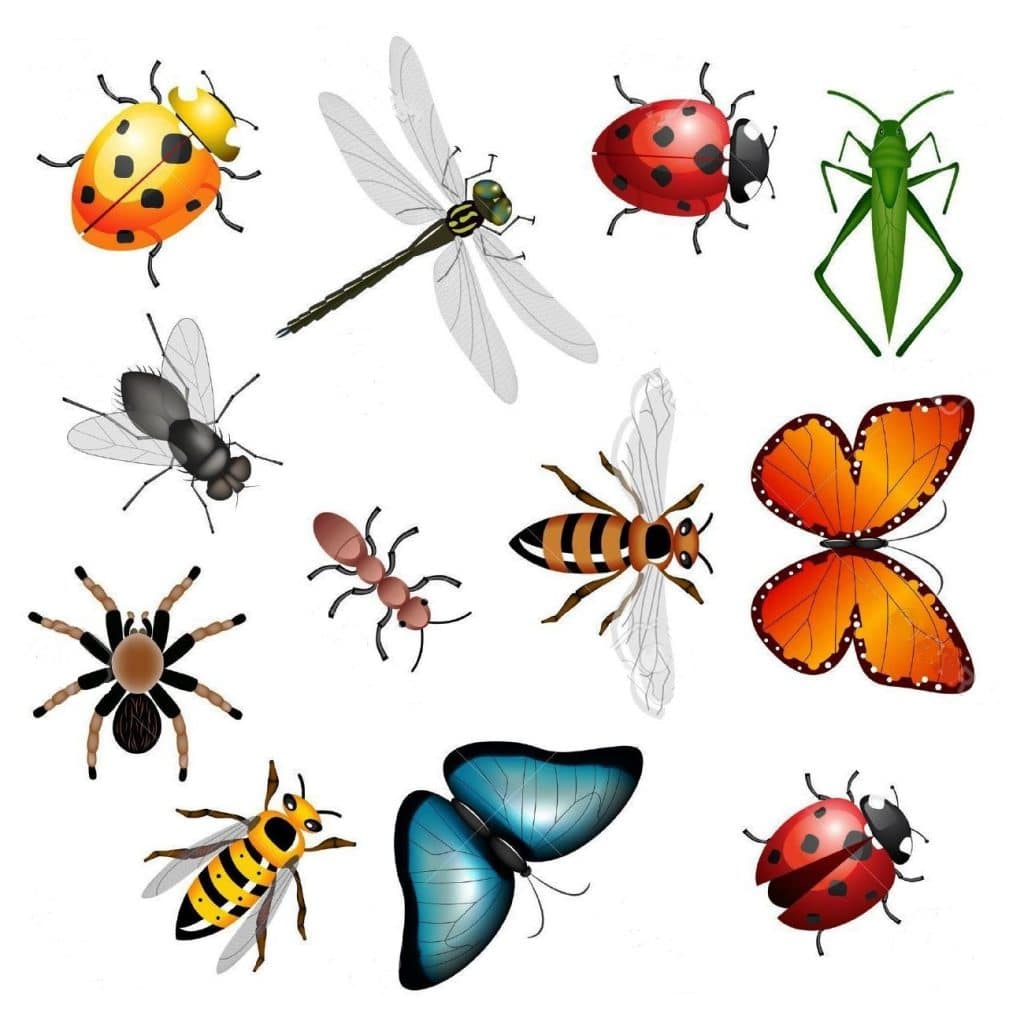 ¿Cuáles son los animales invertebrados lista?