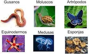 ¿Cuáles son los animales vertebrados ejemplos?