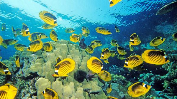 ¿Cuántas especies de animales marinos viven en el mar?