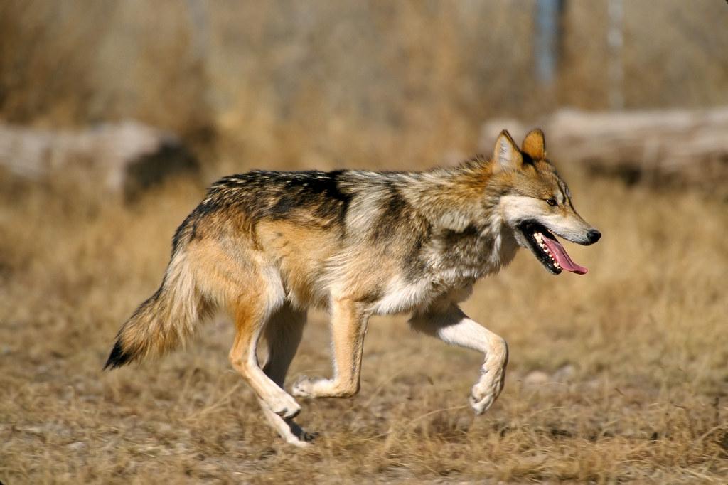 ¿Por qué el lobo gris mexicano está en peligro de extinción?