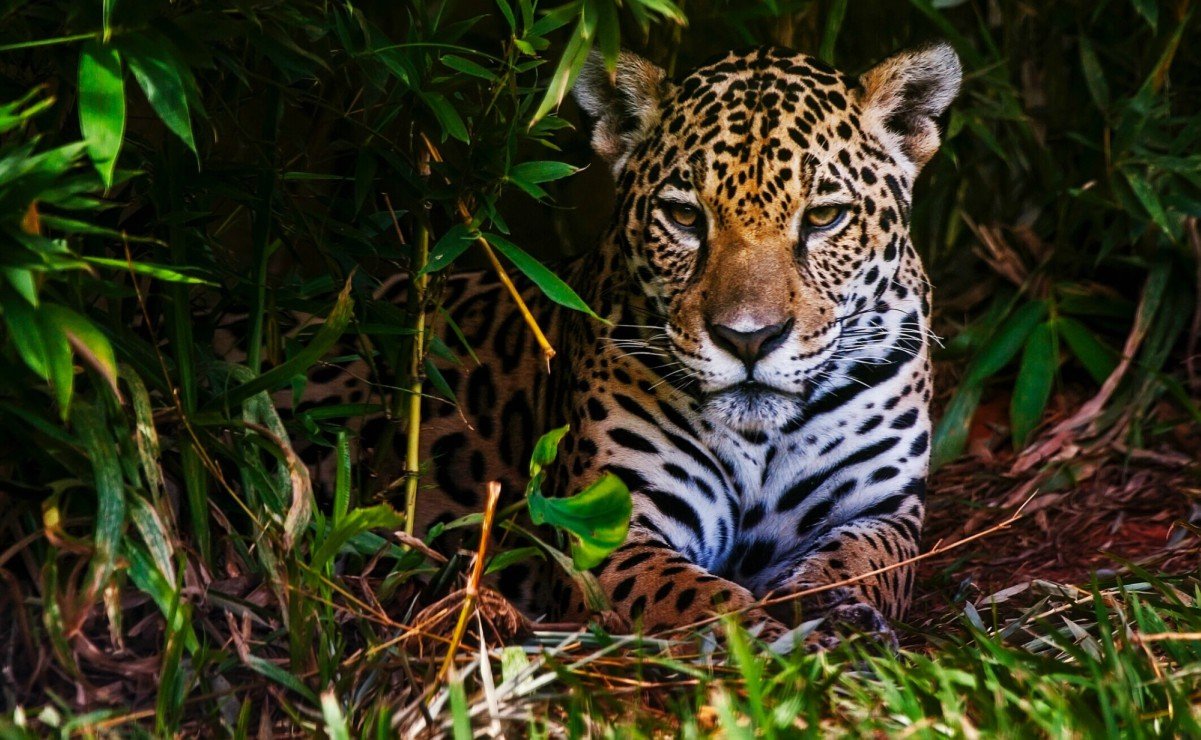 ¿Qué animal en México está en peligro de extinción?