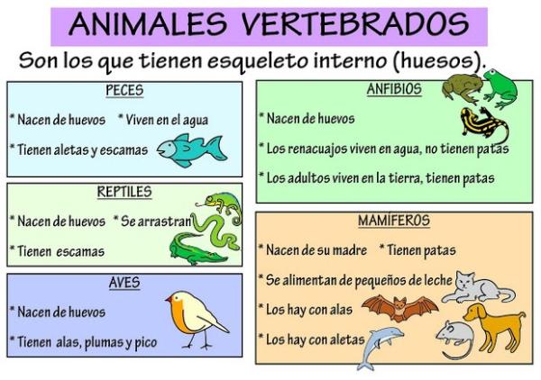 ¿Qué son los animales vertebrados y sus características?
