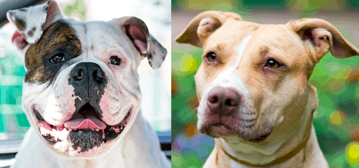 Are American bulldogs and pit bulls the same breed?