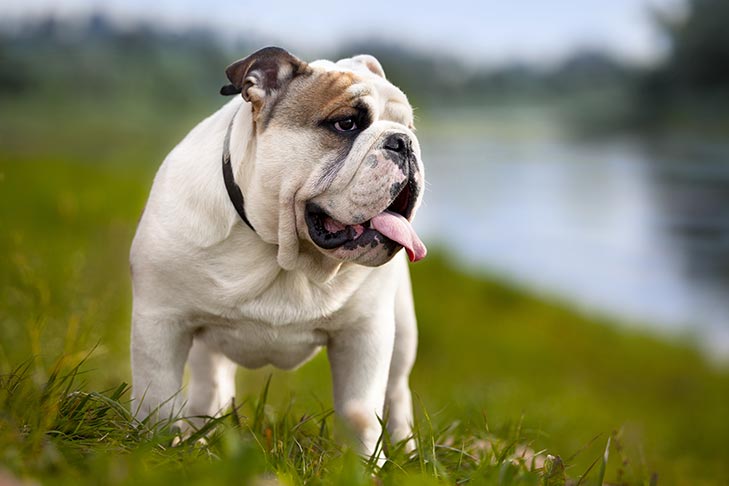 Are Bulldogs the smartest dog?