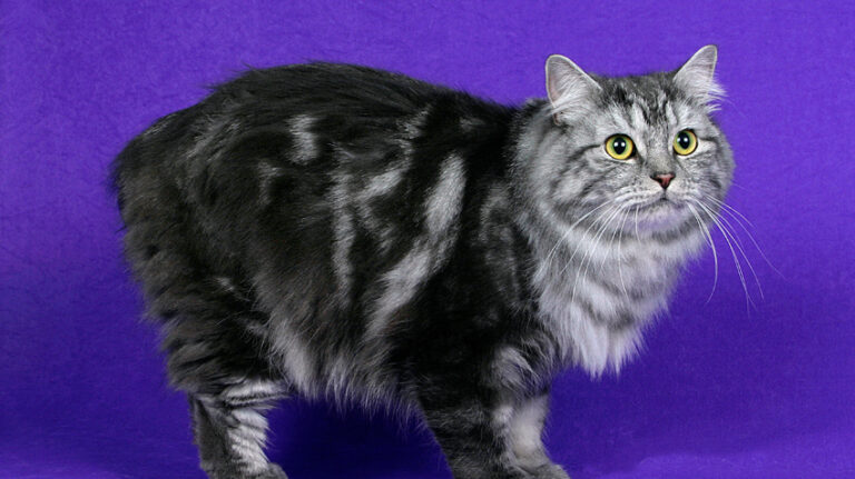 Are Cymric cats rare?