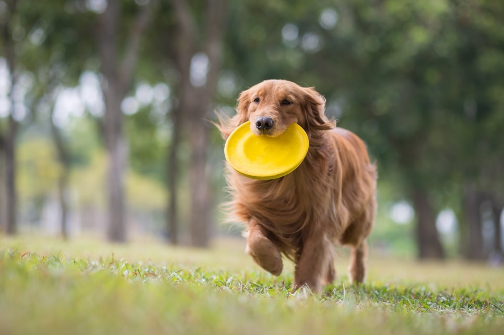 Are Frisbees safe for dogs?
