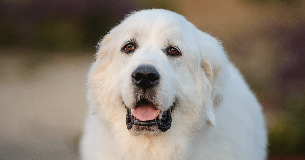 Are Great Pyrenees good house pets?