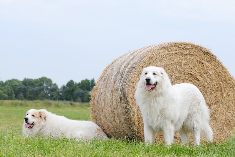 Are Great Pyrenees high maintenance?