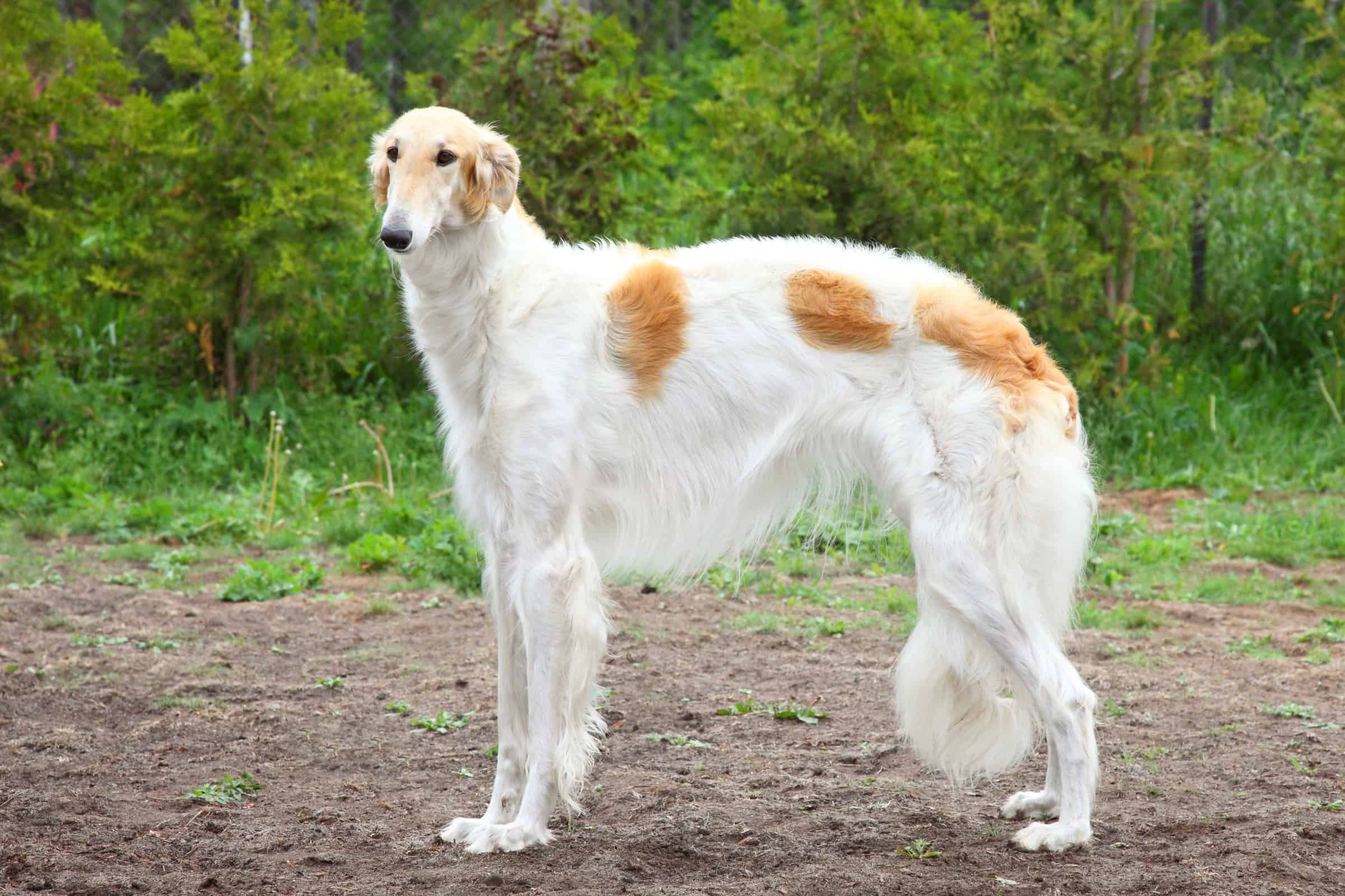 Are Greyhounds and Borzoi related?
