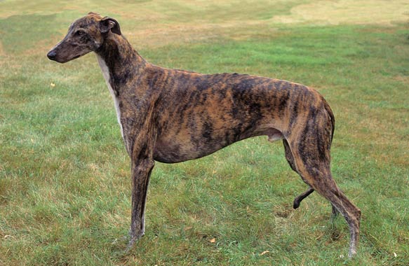 Are Greyhounds prone to kidney disease?