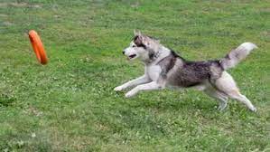 Are Huskies good Frisbee dogs?
