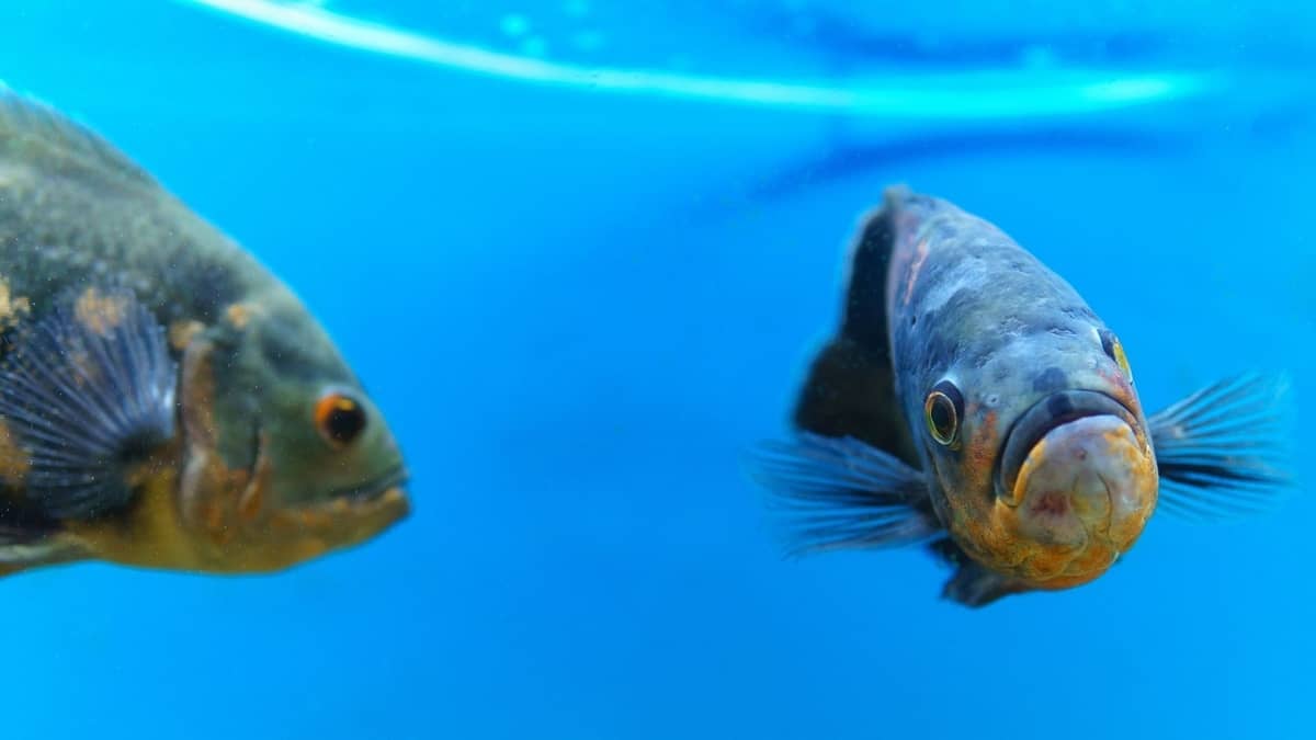 Are Oscar fish poisonous?