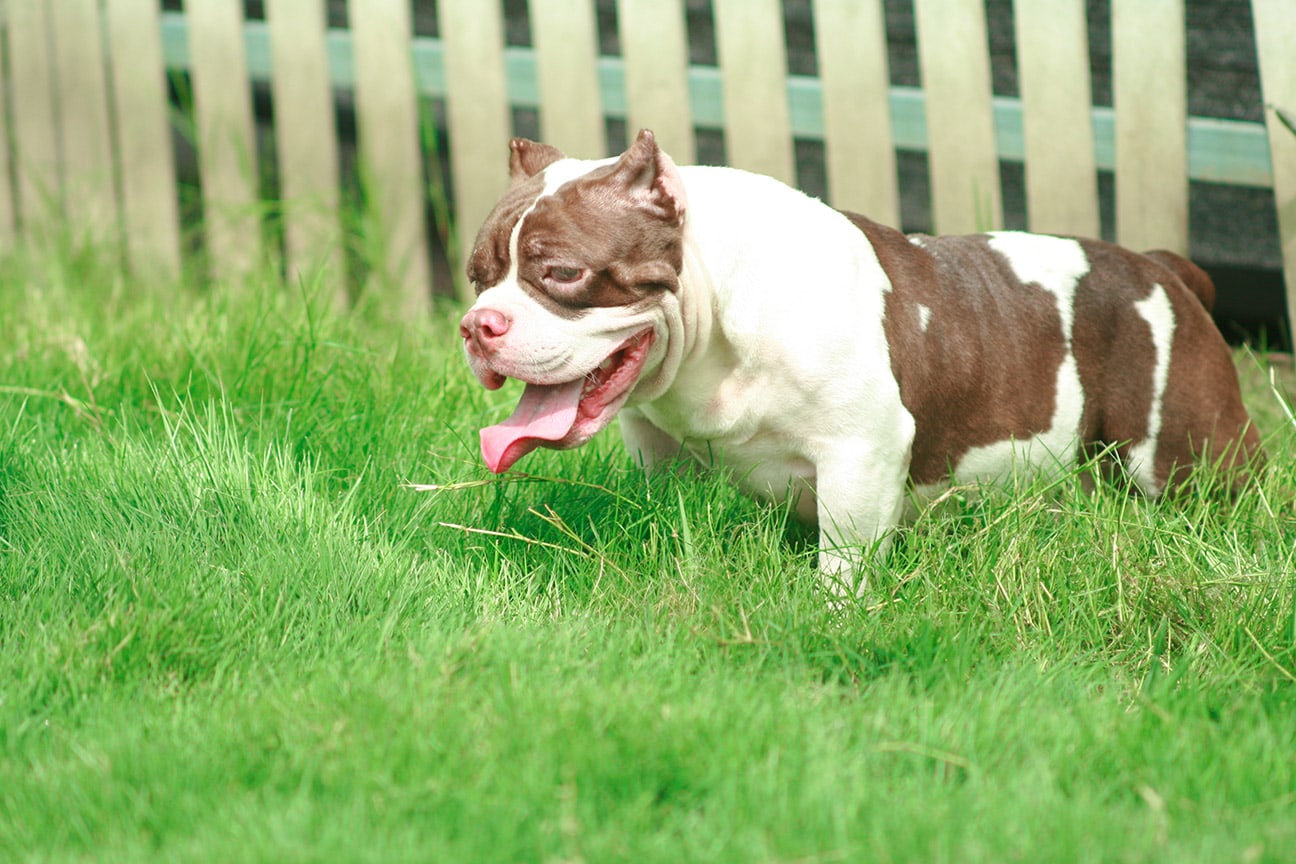 Are Patterdale terriers related to pitbulls?