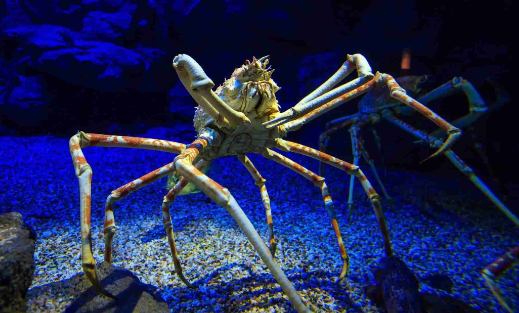 Are Spider Crabs docile?