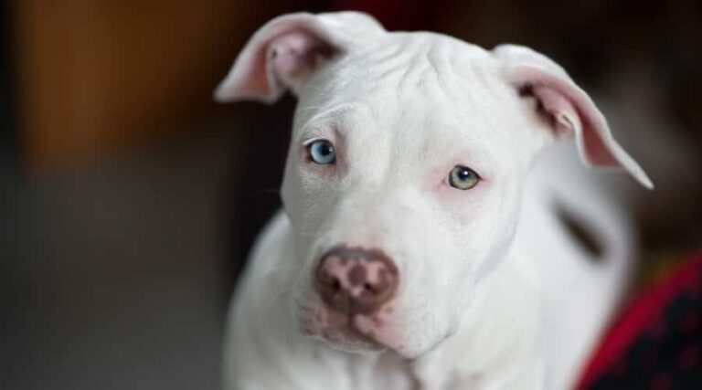 Are all white pitbulls deaf?