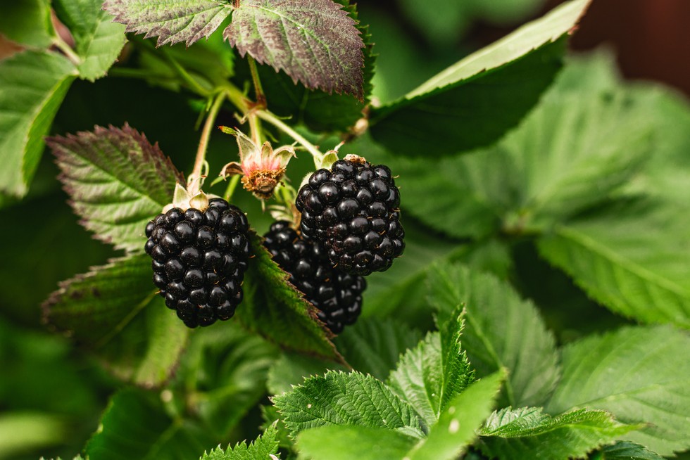 Are blackberries safe for birds?
