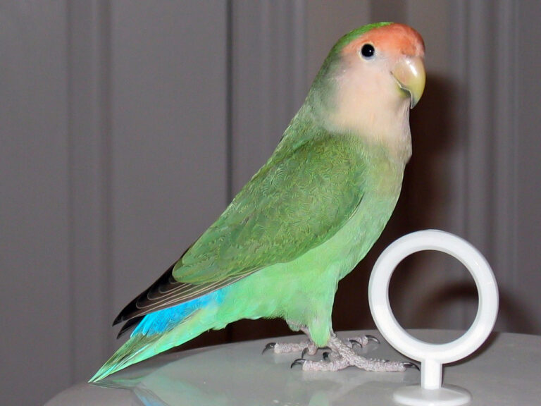 Are blue peach-faced lovebirds rare?