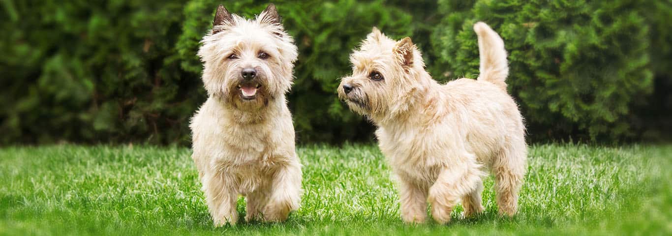 Are cairn terriers cuddly?