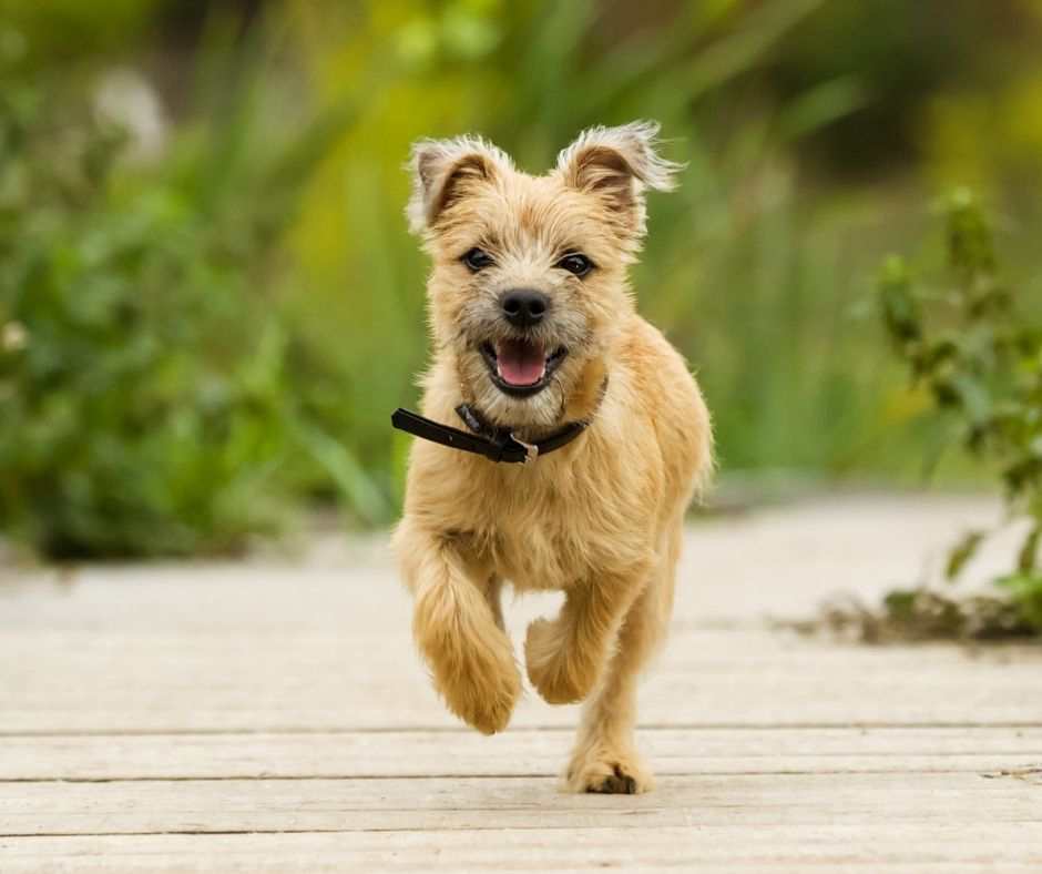 Are cairn terriers easy to groom?