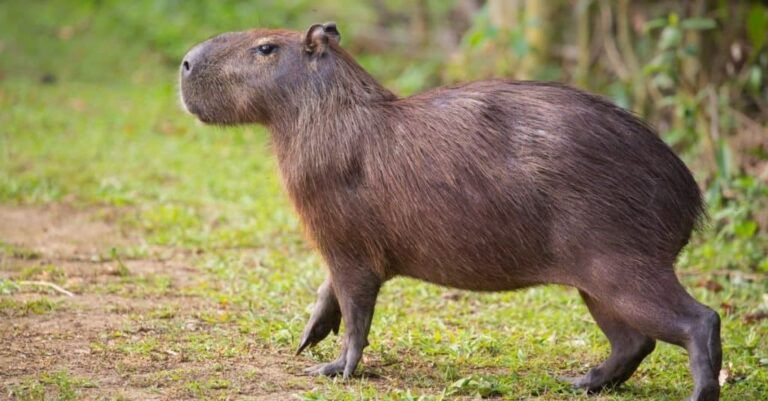 Are capybaras good with dogs?